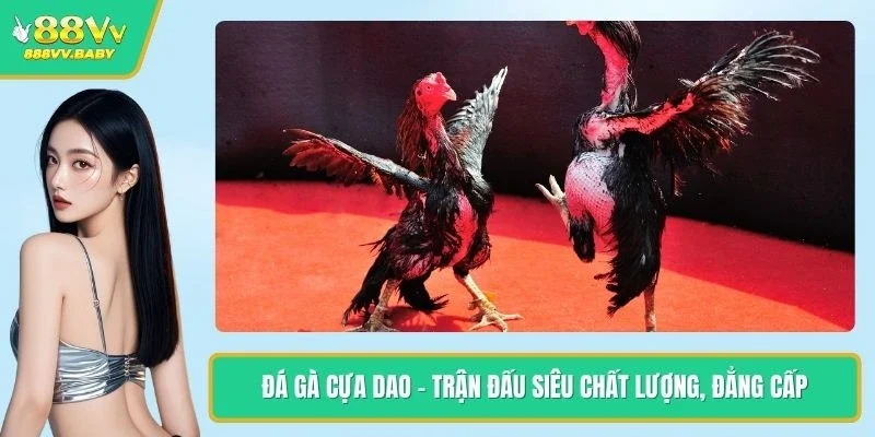 Đá Gà Cựa Dao - Trận Đấu Siêu Chất Lượng, Đẳng Cấp