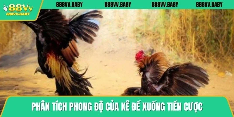 Phân tích phong độ của kê để xuống tiền cược