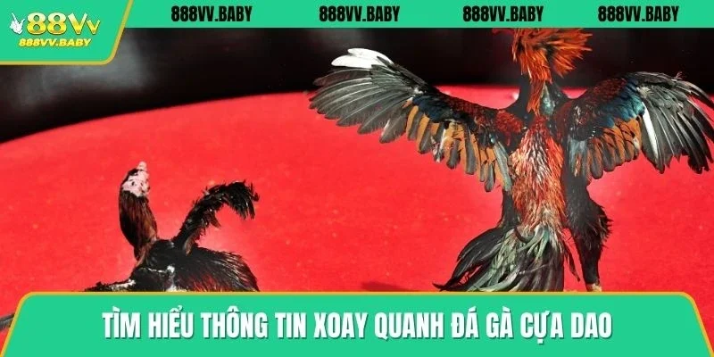 Tìm hiểu thông tin xoay quanh đá gà cựa dao