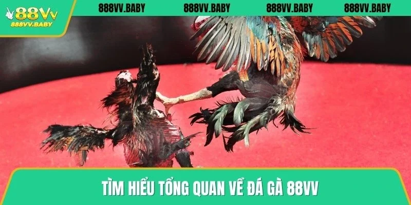 Tìm hiểu tổng quan về đá gà 88VV